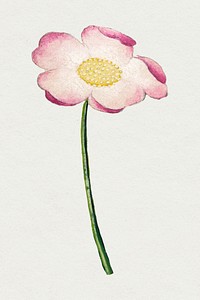 Pink mallow flower psd design motif, remix from artworks by Zhang Ruoai