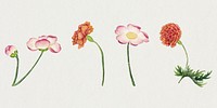 Chinese mallow and peony flower set, remix from artworks by Zhang Ruoai