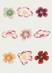 Chinese flower psd mallow and Sweet William set, remix from artworks by Zhang Ruoai