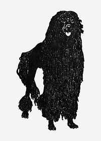 Vintage Poodle dog illustration vector, remixed from artworks by Moriz Jung