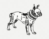 Vintage Pitbull Terrier dog illustration, remixed from artworks by Moriz Jung