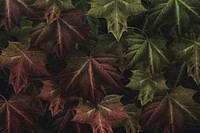 Hand drawn autumn maple leaf patterned background
