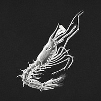 Vintage shrimp illustration on black background