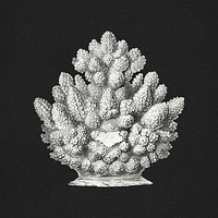 Vintage coral illustration on black background