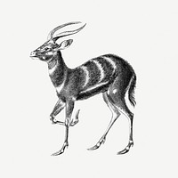 Vintage antelope wildlife illustration