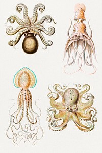 Vintage octopus illustration set mockup