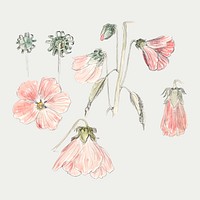 Vintage flower vector hand drawn style collection, remixed from artworks by Samuel Colman