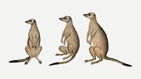 Meerkats vector antique watercolor animal illustration, remixed from the artworks by Robert Jacob Gordon