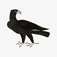 Verreaux's eagle vector antique watercolor animal illustration, remixed from the artworks by Robert Jacob Gordon
