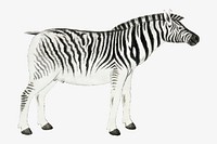 Plains zebra vector antique watercolor animal illustration, remixed from the artworks by Robert Jacob Gordon