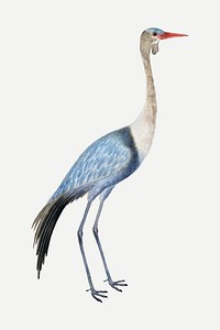 Wattled crane vector antique watercolor animal illustration, remixed from the artworks by Robert Jacob Gordon