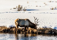 An elk forages in the northernmost Wyoming reaches of Yellowstone National Park. Original image from <a href="https://www.rawpixel.com/search/carol%20m.%20highsmith?sort=curated&amp;page=1">Carol M. Highsmith</a>&rsquo;s America, Library of Congress collection. Digitally enhanced by rawpixel.
