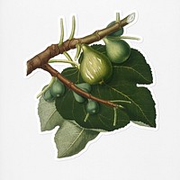 Hand drawn fig fruit sticker with a white border