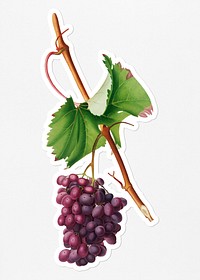 Hand drawn bunch of Barbarossa wine grapes sticker with a white border