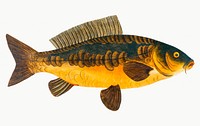 Vintage illustration of Royal-Carp (Rex Cyprinorum)