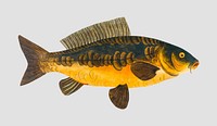 Vintage Royal-Carp fish vector
