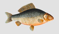 Vintage Gibel fish vector
