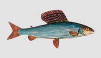 Vintage Grayling fish vector