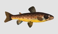 Vintage  Brown Trout fish vector