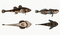 Vintage illustration set of fishes