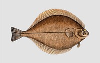 Vintage Dab fish vector