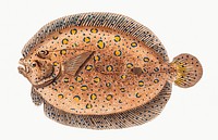 Vintage illustration of Argus-Flounder (Pleuronectes Argus)