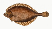 Vintage illustration of Left-Flounder (Pleuronectes Passser)