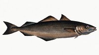 Vintage illustration of Coal Fish (Gadus Carbonarius)