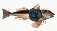 Vintage illustration of Tub-Fish (Trigla Hirundo)