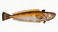 Vintage illustration of Weever (Trachinus Draco)