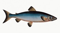 Vintage illustration of Blue-Salmon (Salmo Wartmanni)