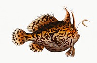 Vintage illustration of American Toad-Fish (Lophius Histrio)