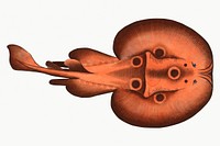 Vintage illustration of Cramp-Fish (Raja Torpedo)