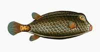 Vintage illustration of Square-Fish (Ostracion cubicus)