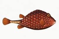 Vintage illustration of Trunck-fish (Ostracion Triqueter)