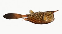 Vintage illustration of Horn-fish (Ostracion Cornutus)