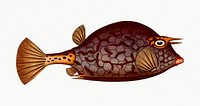 Vintage illustration of Cuckold-fish (Ostracion Quadricornis)