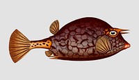 Vintage Cuckold-fish vector