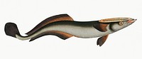Vintage illustration of Sucking-Fish (Echeneis Neucrates)