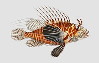 Vintage Scorpaena antennata fish vector