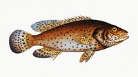 Vintage illustration of Jen-fish (Bodianus guttatus)
