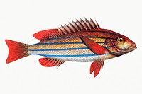 Vintage illustration of Five-striped Holocentre (Holocentrus quinquelineatus)