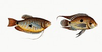 Vintage illustrations of Punctulated Wrasse (Labrus punctatus) and Hair-finned Wrasse (Labrus trichonterus)