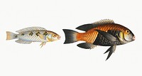 Vintage illustrations of Black-belly (Labrus Melagaster) and Soft finned Wrasse (Labrus malapterus)