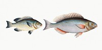 Vintage illustrations of Silver-Perch (Perca argentata) and Japanese Perch (Perca Japonica)