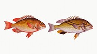Vintage illustrations of Double string (Anthias bilineatus) and Japanese Grunt (Anthias japonicus)