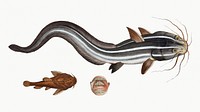 Vintage illustrations of Flat-Eel (Platystacus angullaris) and Warty Flat-fish (Platystacus verrucosus)