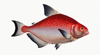 Vintage illustration of Rhomboidal Salmon (Salmo rhombeus)