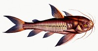 Vintage illustration of Rib-fish (Cataphractus costatus)