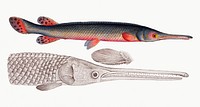 Vintage illustration of Gar-Fish (Esox osseus)